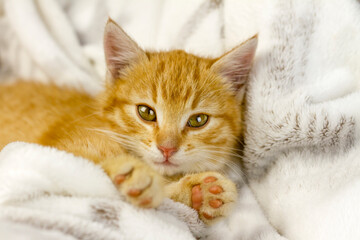 A little red kitten is lying on a soft blanket, looking straight ahead. Beautiful Kitten Space Copy Yellow Eyes Domestic Cat Baby Animal Shelter