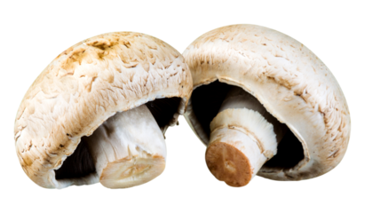 Two fresh brown mushrooms isolated on transparent background, organic raw champignons for vegetarian cooking, healthy natural food concept, PNG