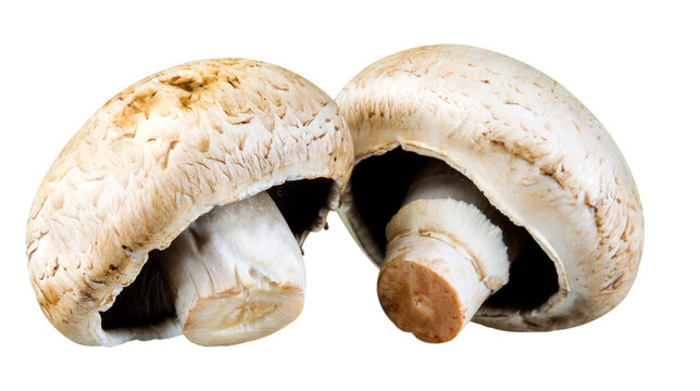 Two fresh brown mushrooms isolated on transparent background, organic raw champignons for vegetarian cooking, healthy natural food concept, PNG