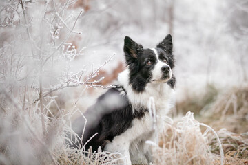 Border Collie Portrait with Frosty Nature. Beautiful Black and White Dog in Cold Weather. Cute Pet Sits Outside in Winter Season.