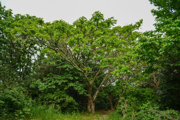 Zanthoxylum ailanthoides is a deciduous tree of the Rutaceae family with spiny branches, aromatic leaves, and umbrella-shaped yellowish-white flowers blooming in late spring. Photographed in Korea.