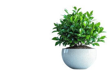 Green boxwood plant in a white pot against a for interior design and decoration use on transparent background