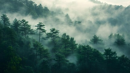 Obraz premium A dense forest stands veiled in mist, with trees reaching towards the sky in this serene natural landscape