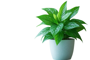 Potted golden pothos plant with vibrant green leaves adds a touch of nature to any indoor space on transparent background