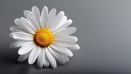 fresh white daisy on gray background with bright yellow center