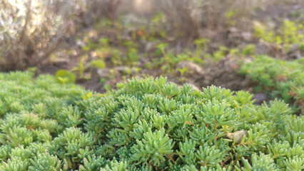 Forest glade in autumn, macro photography