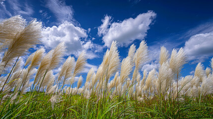 Obraz premium Pampas Grass Plumes Swaying in a Blue Sky with Clouds