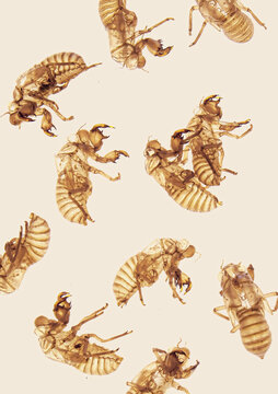 Mues de cigales sur fond uni  , m&eacute;tamorphose , m&eacute;moire du temps ,fragilit&eacute;  , transformation du temps  , insectes ,cycle de vie  , le midi , france , provence ,