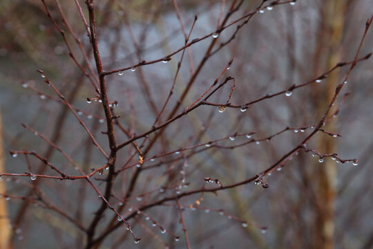 Rain and sunshine, close up of bare brown tree twigs with sparkling raindrops on them

