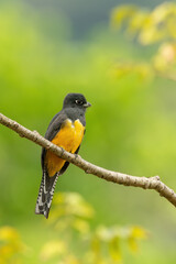 The gartered trogon (Trogon caligatus), also known as the northern violaceous trogon, is a bird in the family Trogonidae.