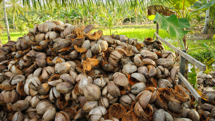 Pile of coconut husks and fibers under palm trees in tropical village farm, showing traditional processing of coconuts for copra and charcoal.