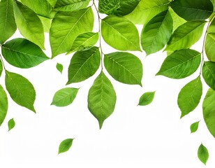Naklejka premium fresh green leaves cascading down isolated on white