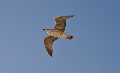 Flying seagull over the blue sea, marine bird