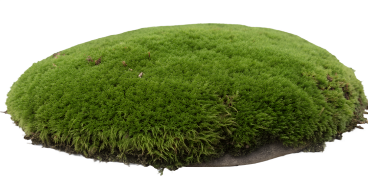Rounded green moss patch, isolated on transparent background, soft texture but clear outline, no complex edges.