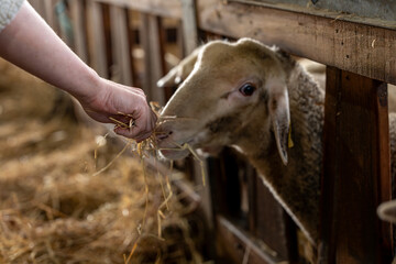 Gros plan sur des moutons dans une ferme, capturant les détails de leur laine et l’ambiance rustique et authentique de la vie rurale.
