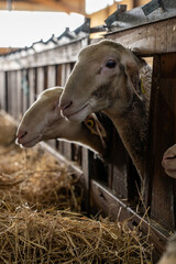 Gros plan sur des moutons dans une ferme, capturant les détails de leur laine et l’ambiance rustique et authentique de la vie rurale.