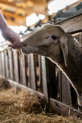 Gros plan sur des moutons dans une ferme, capturant les détails de leur laine et l’ambiance rustique et authentique de la vie rurale.