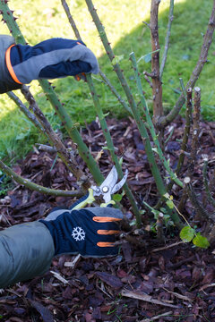 A close-up shot shows the process of pruning the stems of a rose bush. Gloved hands hold silver pruning shears, making a cut on a green, spiky stem.
