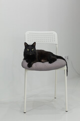 Black cat lounging on a modern chair with soft cushion in a minimalist indoor setting
