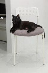 Black cat lounging on a modern chair with soft cushion in a minimalist interior setting