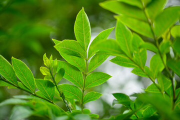 Zanthoxylum coreanum is an endemic deciduous shrub native to Korea, growing in coastal valleys. It features glossy aromatic leaves, thick spines, and a distinctive fragrance. Photographed in Korea.