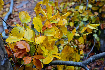Autumn yellow leafs in mountain forest