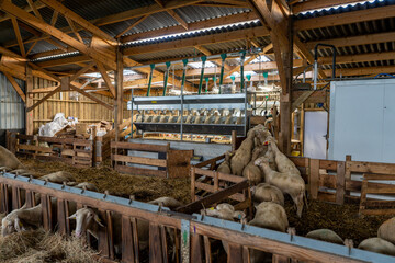 Vue sur les brebis se dirigeant vers la machine à traire dans une ferme, illustrant le moment de la traite mécanique et l’organisation d’un élevage moderne.