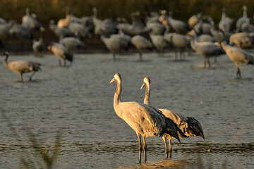 Kraniche in Brandenburg