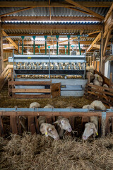 Vue sur les brebis se dirigeant vers la machine à traire dans une ferme, illustrant le moment de la traite mécanique et l’organisation d’un élevage moderne.