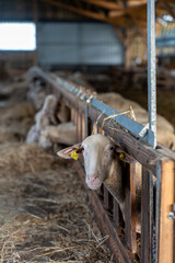 Gros plan sur des moutons dans une ferme, capturant les détails de leur laine et l’ambiance rustique et authentique de la vie rurale.