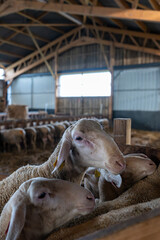 Gros plan sur des moutons dans une ferme, capturant les détails de leur laine et l’ambiance rustique et authentique de la vie rurale.