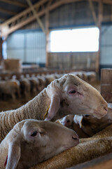 Gros plan sur des moutons dans une ferme, capturant les détails de leur laine et l’ambiance rustique et authentique de la vie rurale.