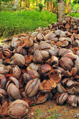 Pile of dried coconut husks beneath palm trees in tropical farm landscape, showing traditional coconut processing in Southeast Asia.