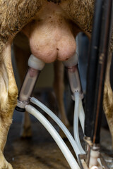 Gros plan sur la traite mécanique des brebis dans une ferme, montrant le fonctionnement de la machine à traire et le savoir-faire agricole moderne.