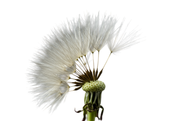 Macro photo of dandelion seed head, white pappus pulled exposing seeds and skeletal core, on transparent background with shadow, dramatic studio light concept of fragile beauty and natural complexity
