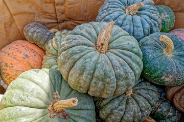 Assortment of green pumpkins closeup