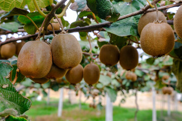 Kiwi picking season. Kiwi on a kiwi tree plantation with with huge clusters of fruits.