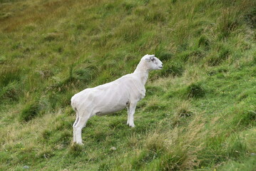 Fototapeta premium Mouton blanc tondu dans une prairie verdoyante, vue de côté .