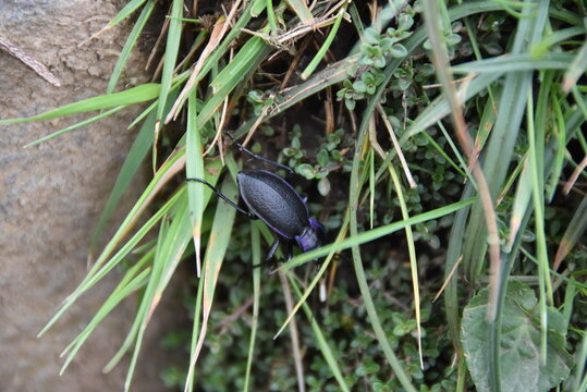 Col&eacute;opt&egrave;re noir avec des touches de violet sur le dos, se faufilant dans les herbes. Il est appel&eacute; Carabe violet, carabe purpurin, ou Carabus violaceus en latin.