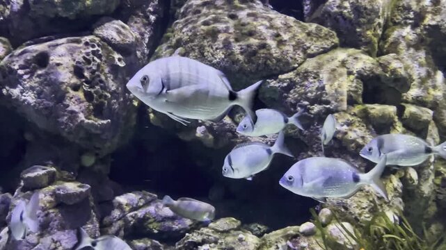 Serie de v&iacute;deos grabados en el Centro de Conservaci&oacute;n Biomarina de Cabrera (Islas Baleares), mostrando especies aut&oacute;ctonas del mar Mediterr&aacute;neo en su h&aacute;bitat controlado y natural.