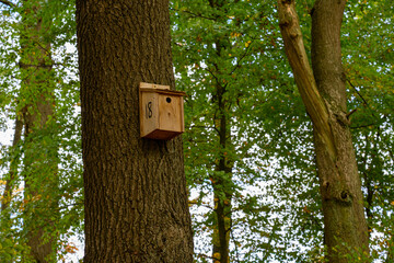 Bird box on a pine tree in the autumn woodland © Paul