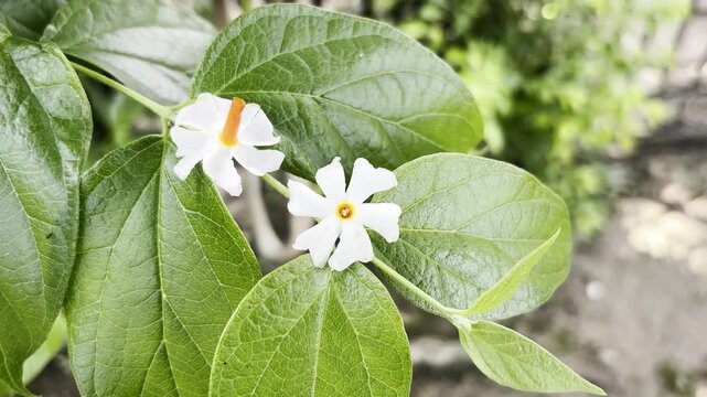 Shot of the Shiuli flower scientifically known as Nyctanthes arbor tristis,also known as night flowering jasmine,coral jasmine,sewali phool.