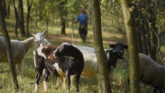 A flock of sheep on a pasture in a forest area, a shepherd in the background.