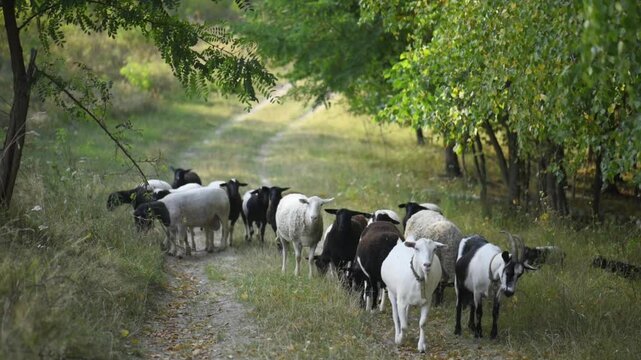 A flock of sheep and goats on a pasture in a forest area, a Ukrainian farm.