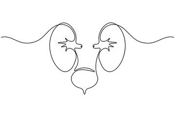 Human kidney anatomy continuous one line drawing on white background minimalist internal organ outline vector illustration
