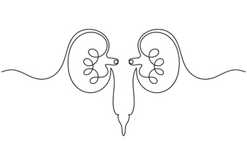 Human kidney anatomy continuous one line drawing on white background minimalist internal organ outline vector illustration