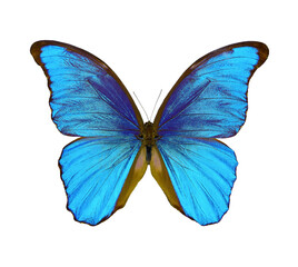 butterfly blue Morpho didius isolated on transparent background