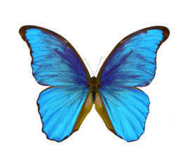 butterfly blue Morpho didius isolated on transparent background