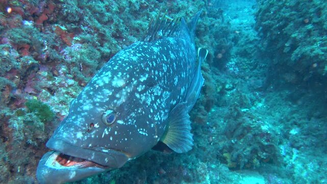 Mero abre la boca con r&eacute;mora.