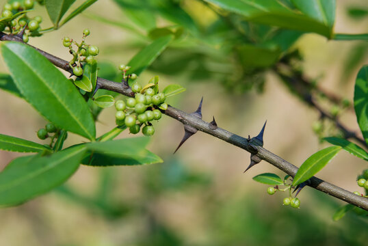 Zanthoxylum armatum is an evergreen shrub of the Rutaceae family, featuring aromatic leaves, sharp spines along the veins, and winged petioles. Used in herbal medicine and as a spice. 